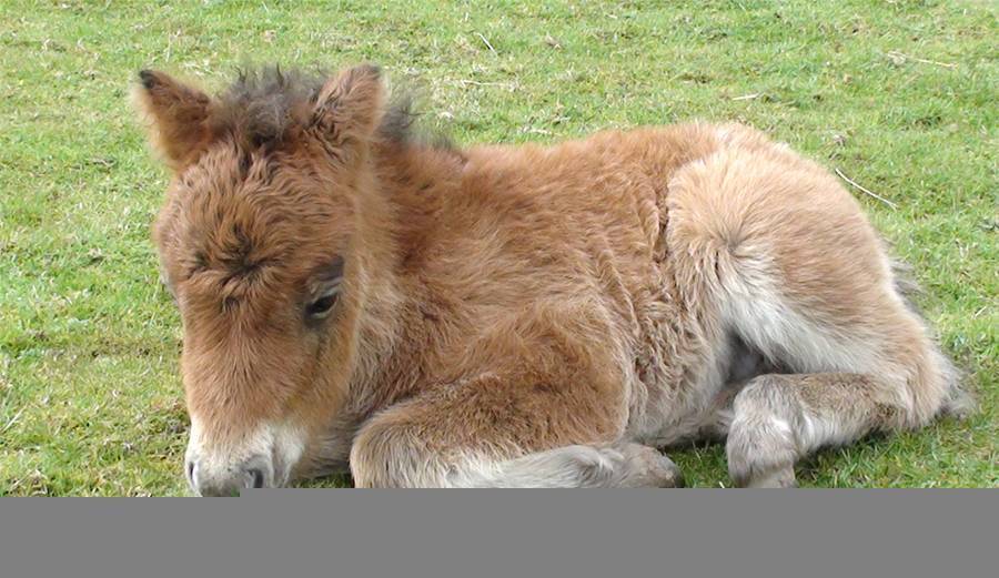 Мини лошадь фалабелла: фото и описание породы