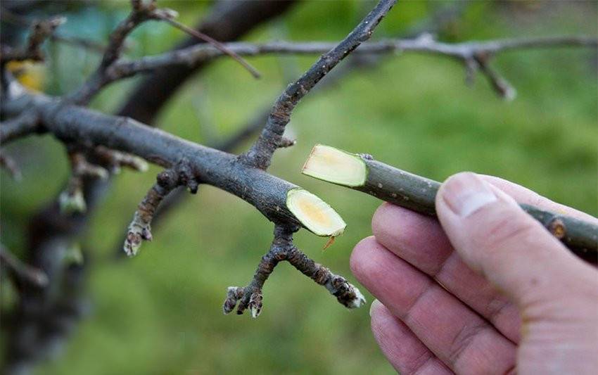 Инструкция: как привить яблоню весной, пошагово с видео