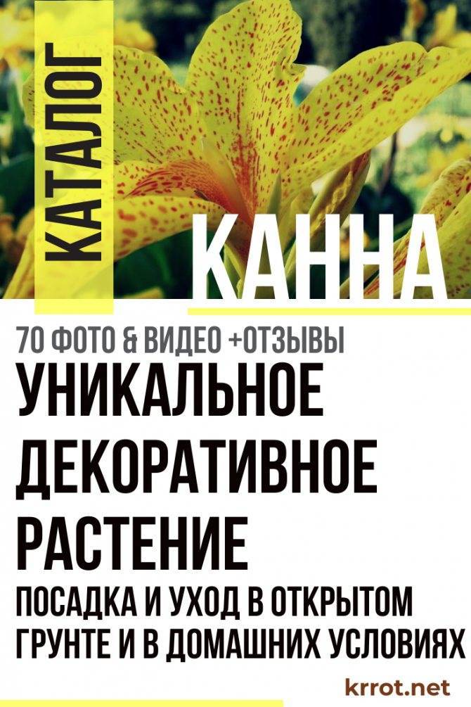 Канны: уход, выращивание, хранение – советы начинающим цветоводам