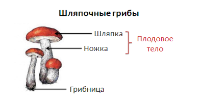 Что изучает наука о грибах