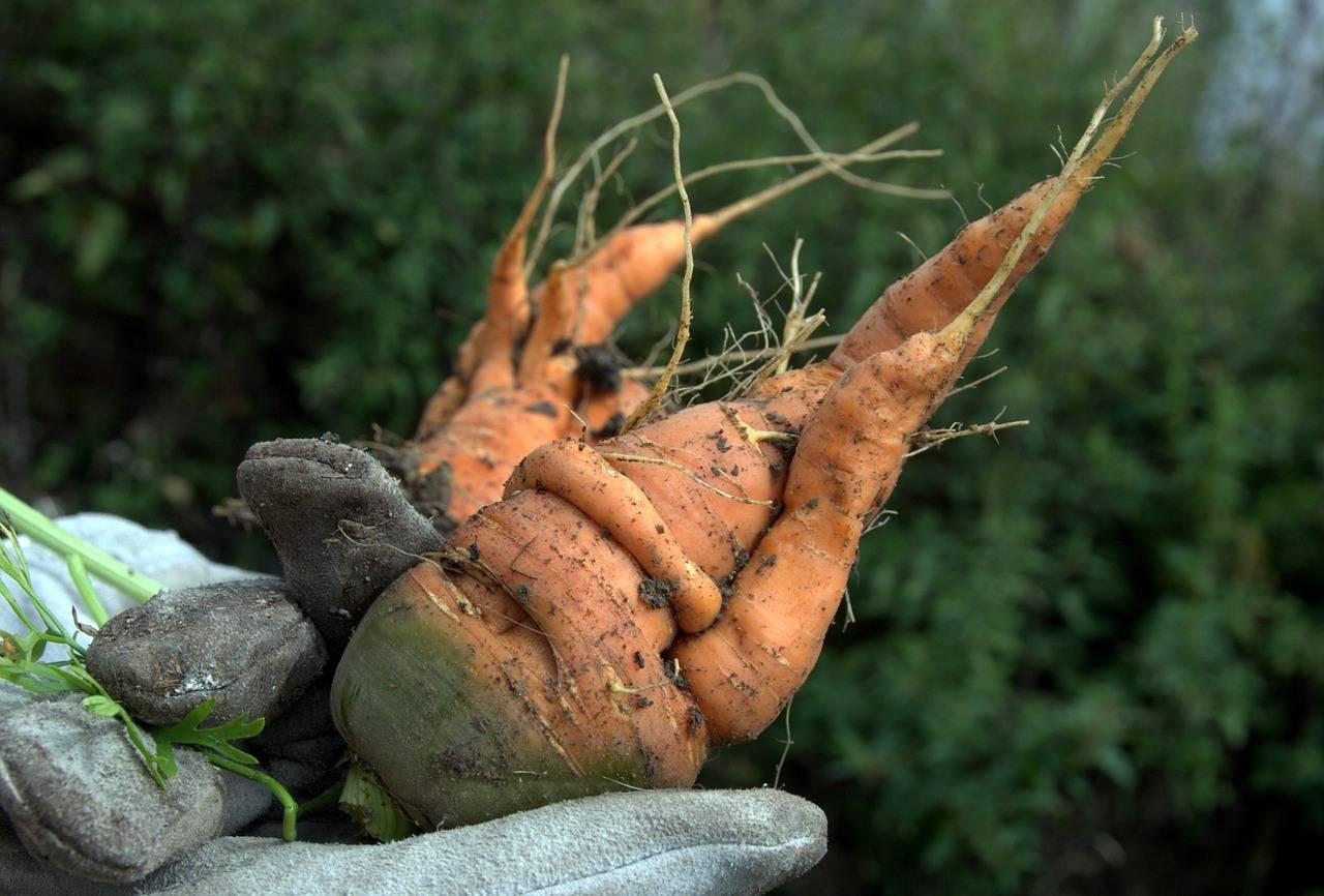 Какое удобрение выбрать для моркови при посадке весной