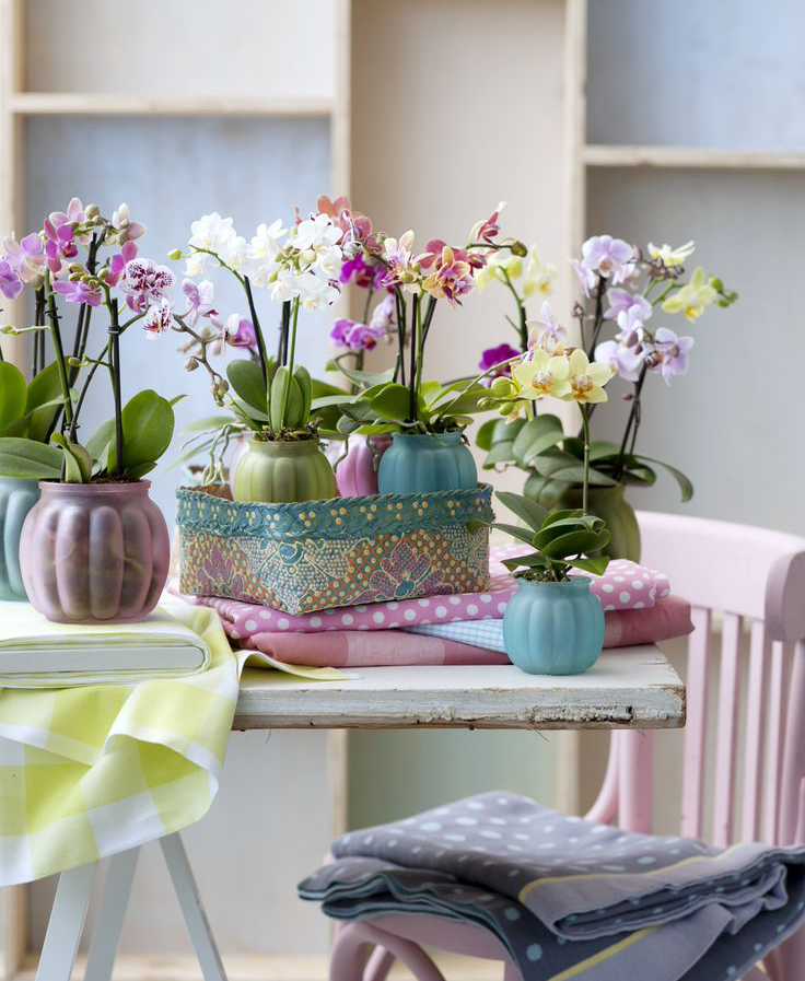 Как ухаживать за орхидеями, чтобы они цвели в домашних условиях и как правильно поливать?