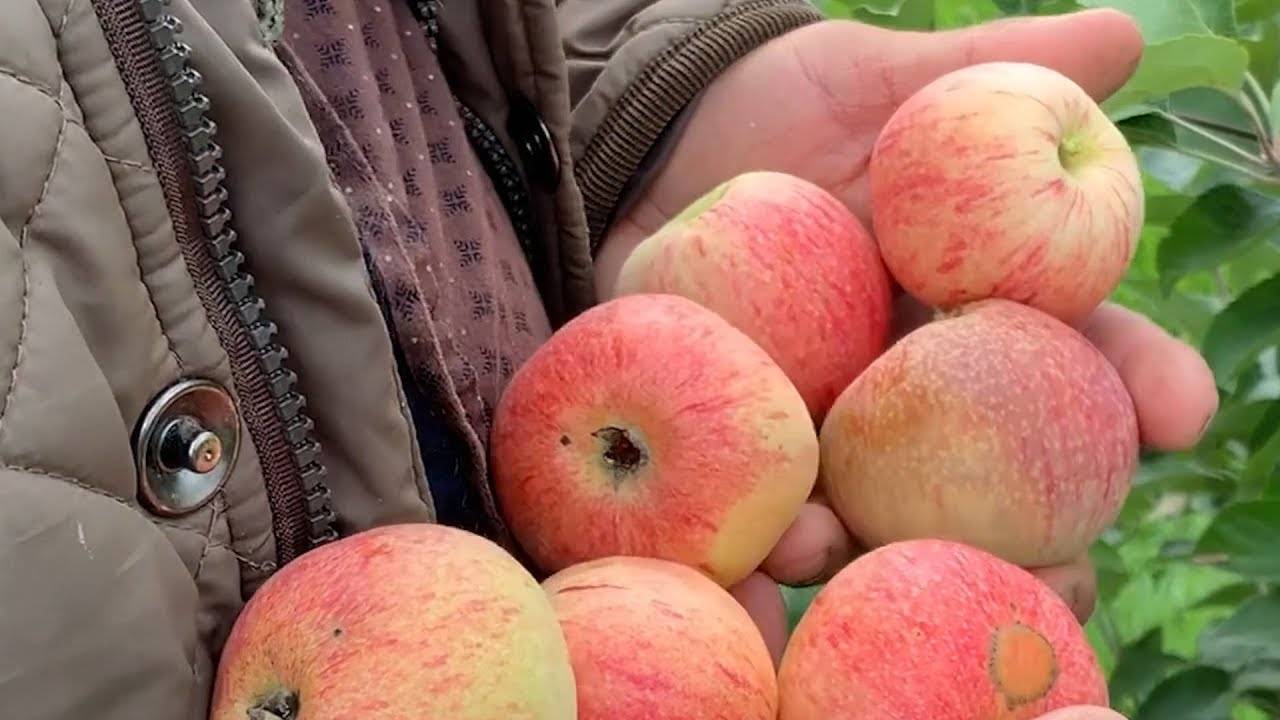 Сорт яблок "мартовское" - порадует вас своими вкусными плодами до самого марта !
