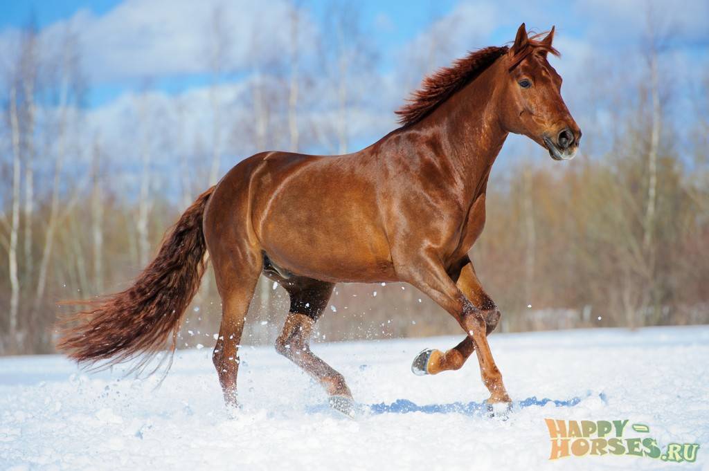 Буденновская порода спортивных лошадей