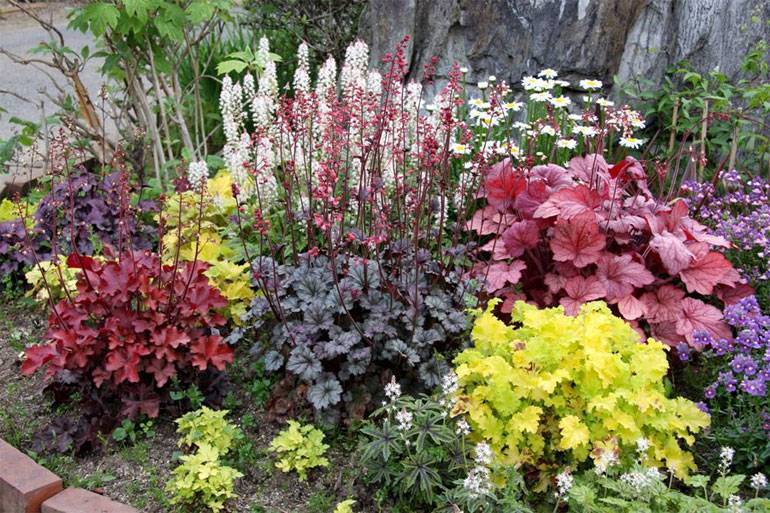 Гейхера - 77 фото основных видов для сада и цветение растения