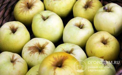 Яблоки антоновка: описание и фото сорта, десертная на основе обыкновенной и другие разновидности, урожайность, особенности выращивания, болезни и вредители