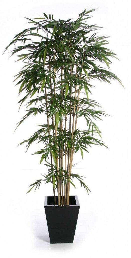 Как вырастить бамбук в открытом грунте и дома? полезные советы