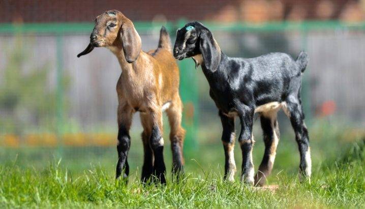 Содержание нубийских коз – описание породы с фотографиями