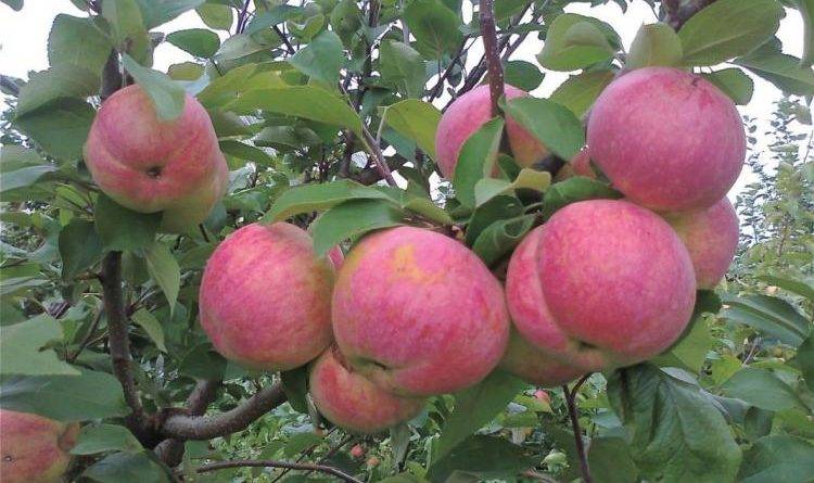 Зимняя яблоня «братчуд»: характеристика и секреты успешного выращивания