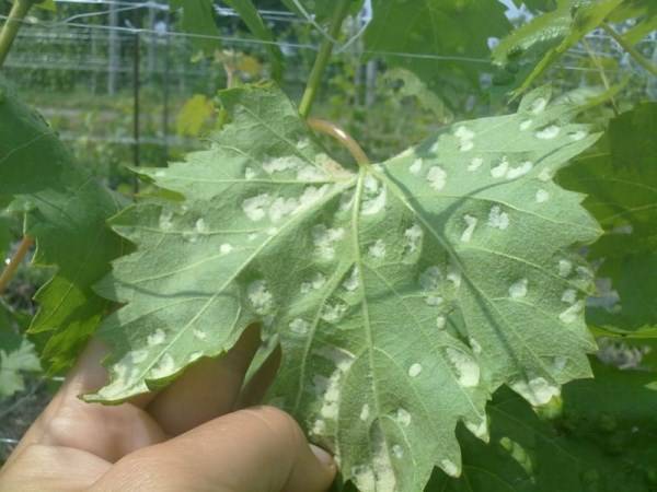 Причины пожелтения листьев винограда - мыдачники