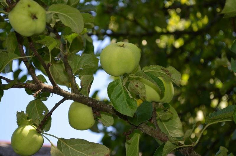 Избавиться от яблоневой плодожорки — топ-13 применяемых инсектицидов