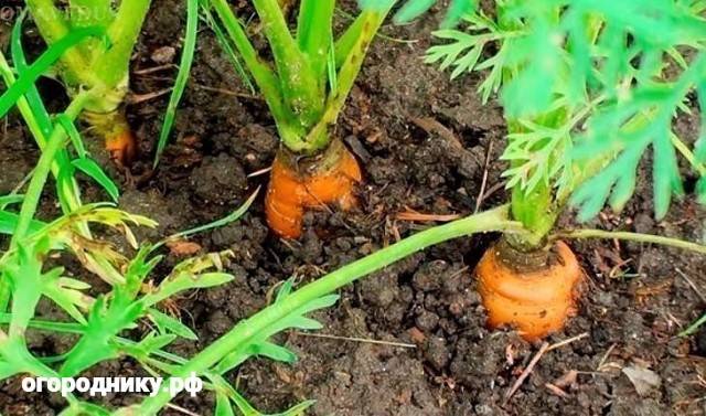 Чем подкормить морковь народными средствами после всходов