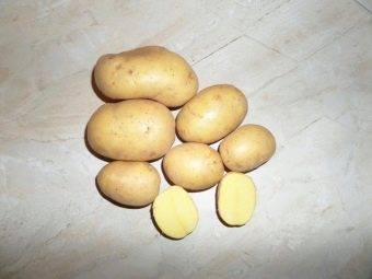 Манифест: описание семенного сорта картофеля, характеристики, посадка
