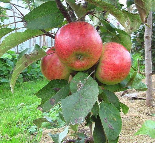 Колоновидная яблоня васюган: описание и характеристики сорта, посадка и уход