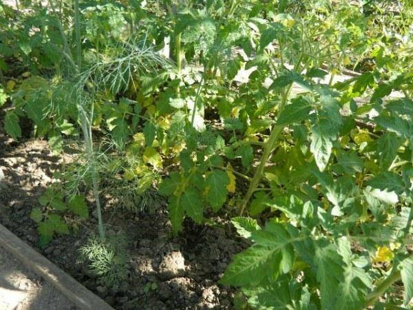 Почему сохнут и желтеют листья у помидоров в теплице: причины, заболевания, вредители