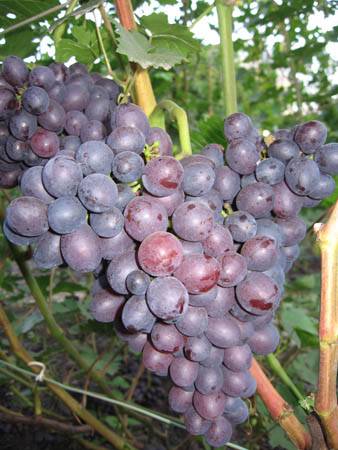 Виноград краса никополя - агрономы
