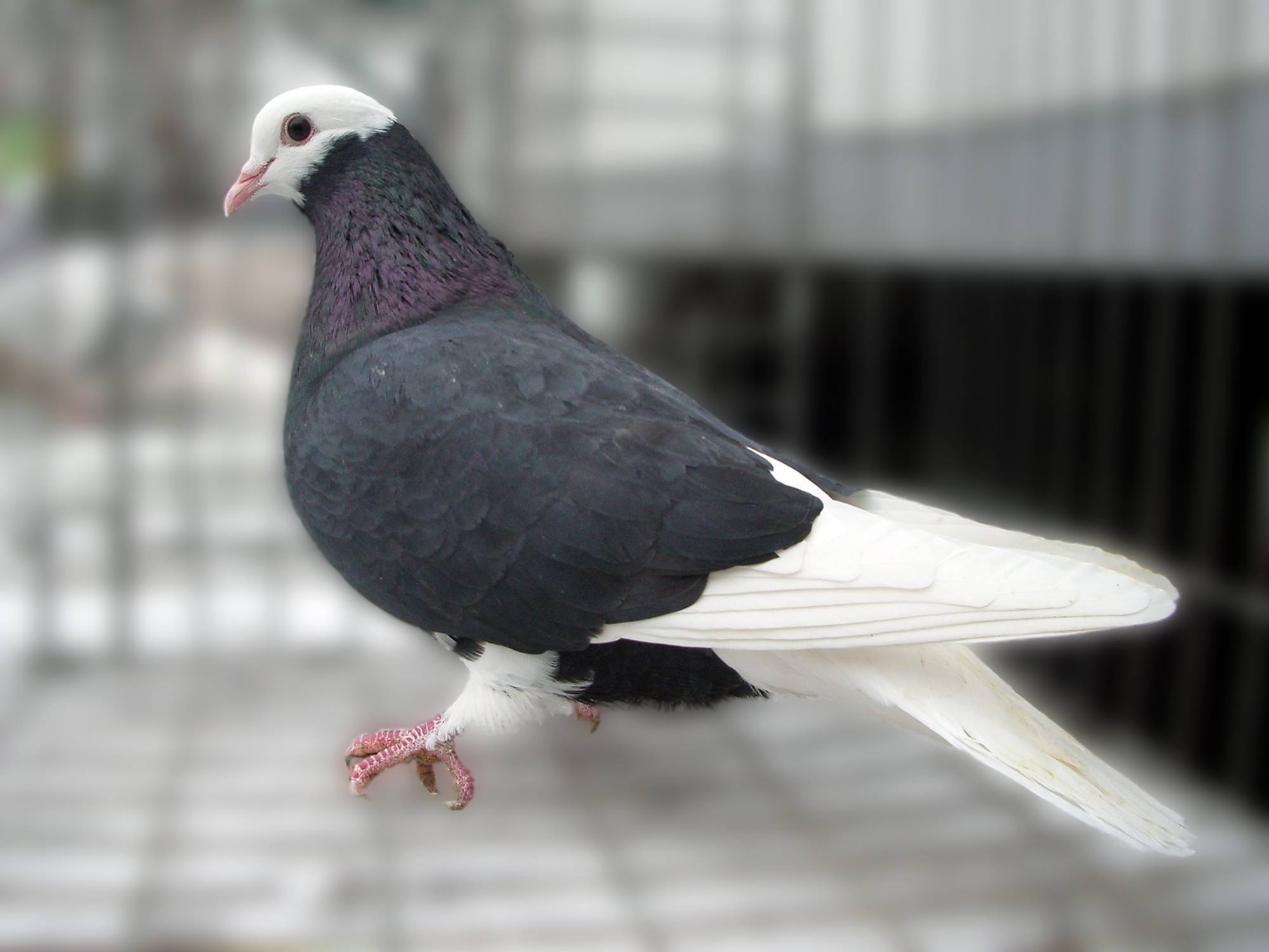 Особенности пермской породы голубей гривунов