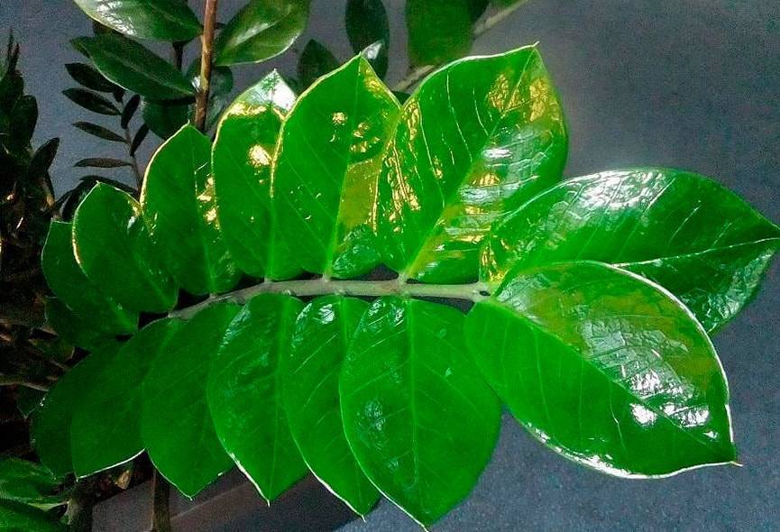 Почему желтеют листья у замиокулькаса (долларового дерева) и что делать