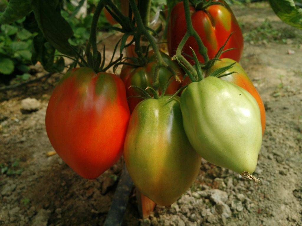 Томат чудо света: характеристика и описание сорта помидор