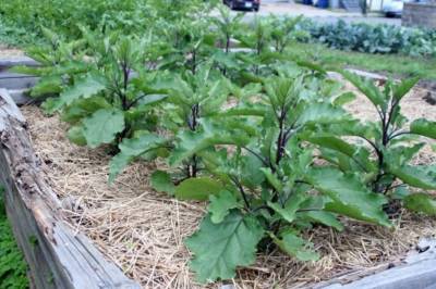 Как вырастить баклажаны в открытом грунте - посадка и уход