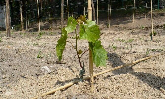 Характеристики и технология выращивания сверхраннего сорта винограда элегант