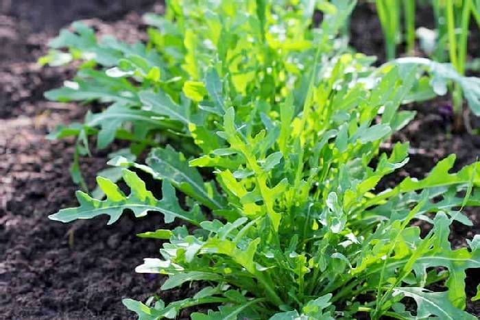 Посадка рукколы и уход за салатом: как и когда сажать в открытый грунт и в домашних условиях весной