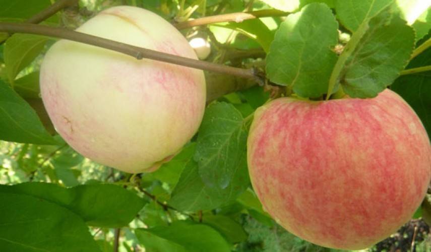 Китайка золотая ранняя: описание яблони, особенности посадки