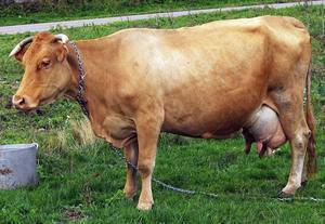 Молочные породы коров: виды, фото, описание