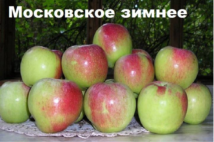 Лучшие сорта яблонь для подмосковья и московской области: подборка с описанием и фото