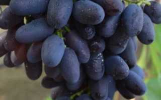 Выращивание винограда атос
