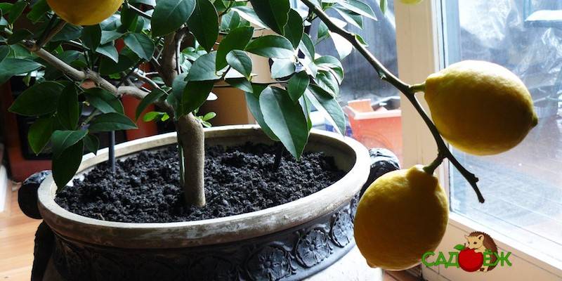 Как вырастить лимон в домашних условиях из косточки, в том числе с плодами, инструкция по выращиванию дома