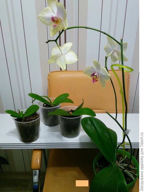 Прикорневая детка у орхидеи