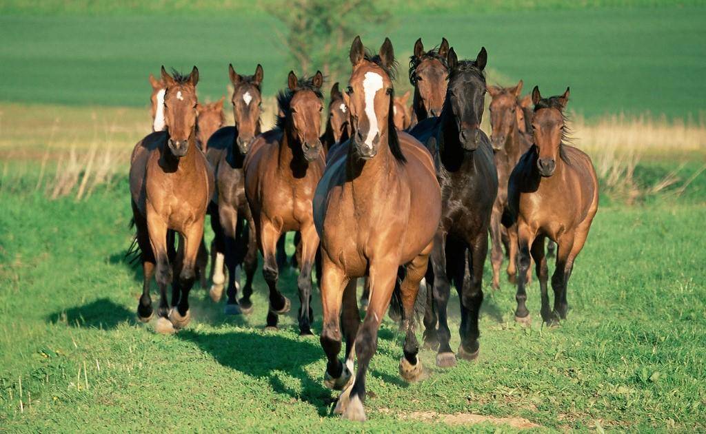 Разведение породистых лошадей: есть ли перспективы у бизнес-идеи