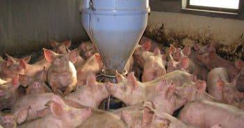 Кормить правильно: на что влияет рацион питания свиней