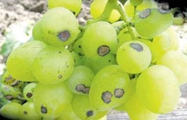 Болезни и вредители винограда: как распознать симптомы и подобрать лечение