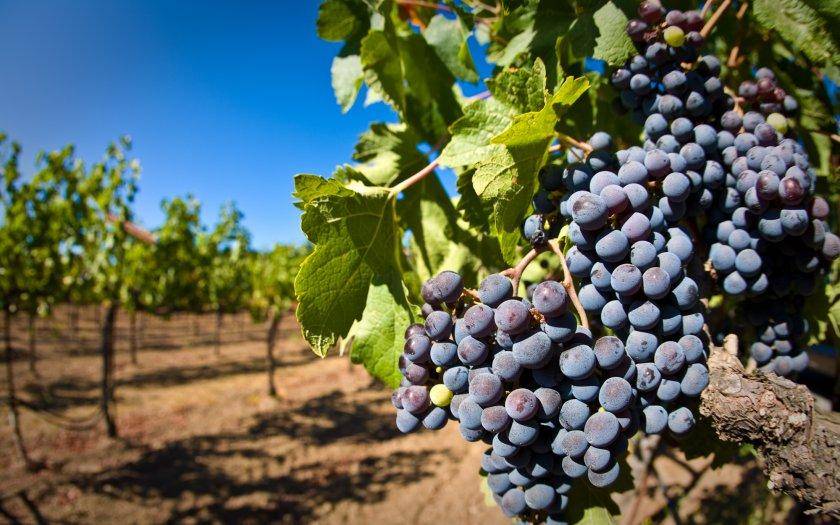 Описание сорта винограда Красень — как поднять урожайность