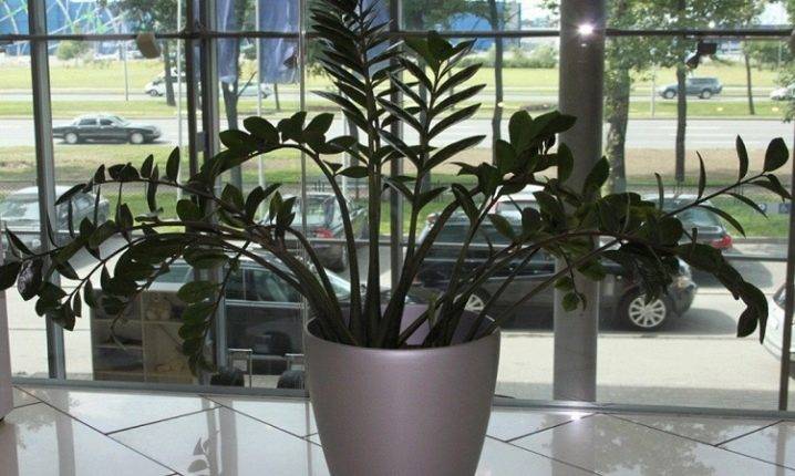 Замиокулькас - долларовое дерево. популярные виды с фото. все об уходе за растением