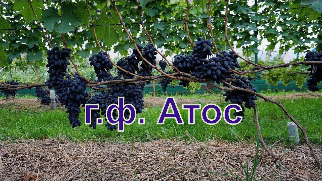 Сорт винограда атос – яркая сладость крупных гроздьев винного винограда