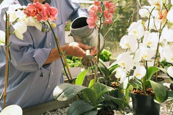 Просто о важном: как часто поливать в домашних условиях орхидею фаленопсис и как это делать правильно?