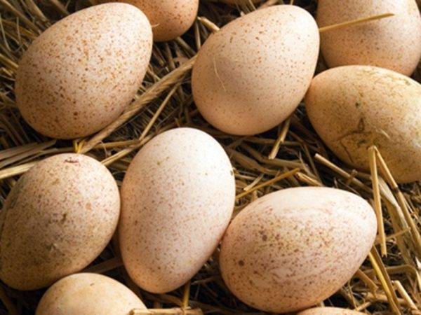 Яйца индоутки: можно ли использовать в пищу, польза и вред