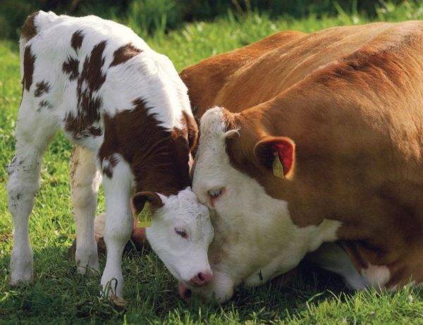 Сколько дней корова вынашивает теленка: срок беременности у коров