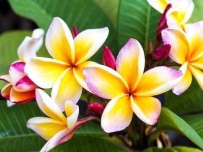 Плюмерия — прекрасный цветок с чудесным ароматом