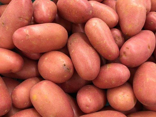 Топ-30 ранних сортов картофеля для средней полосы россии и других регионов страны