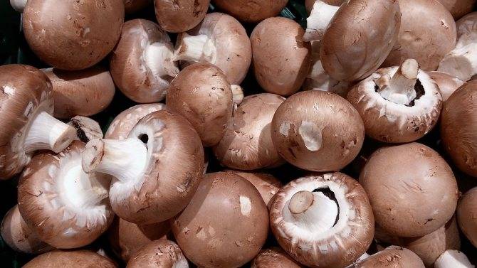 Можно ли есть грибы при похудении? грибная диета для похудения: меню, рецепт, отзывы