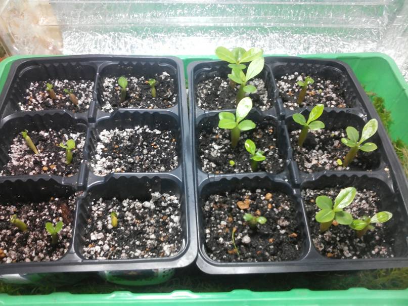 Выращивание адениума из семян в домашних условиях пошагово