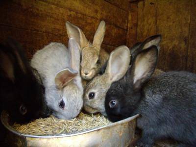 Чем можно кормить кроликов зимой