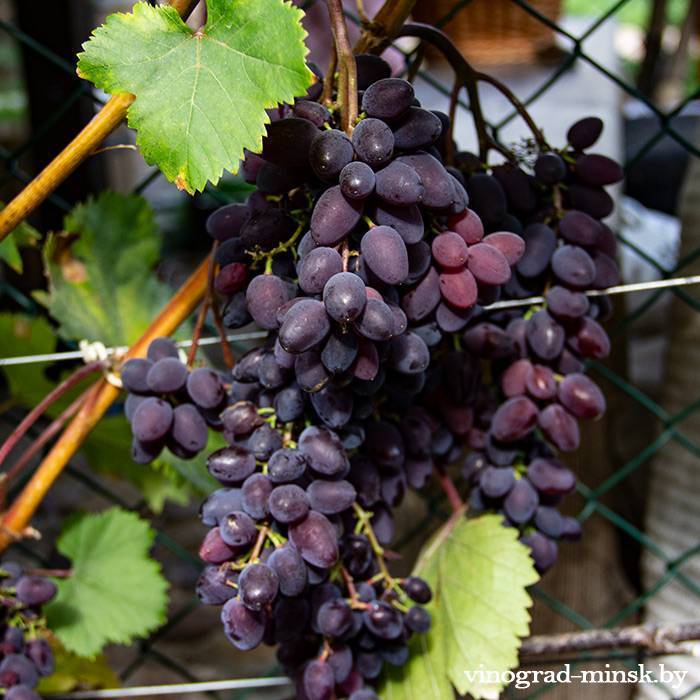 Сорт винограда кишмиш запорожский с описанием и фото