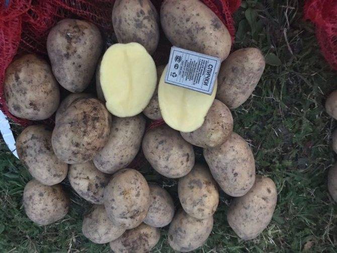 Обзор картофеля evolution (эволюшен)