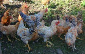 Царскосельская - мясо-яичная порода кур. описание, содержание и разведение, кормление, инкубация