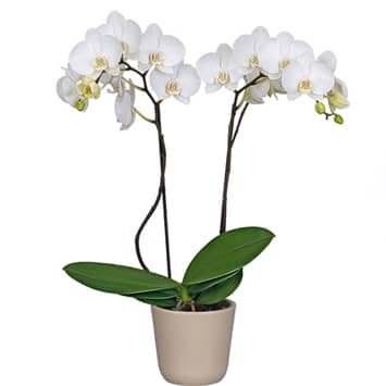 Без какого удобрения для орхидей не обойтись при их выращивании? виды подкормок и правила внесения